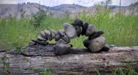 Rock Balance�